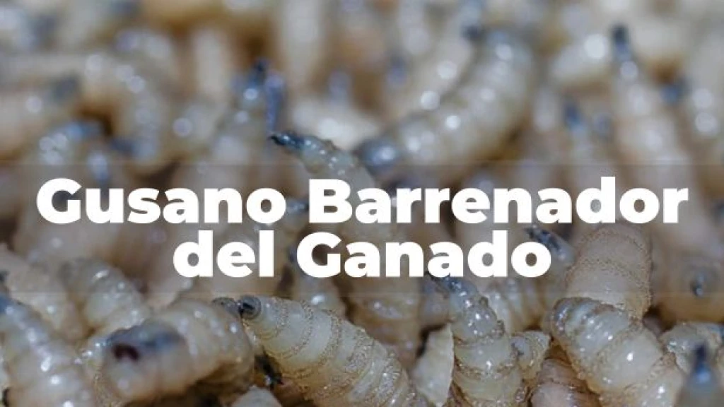 México Lanza Ofensiva Contra Gusano Barrenador Ante Alerta en Texas