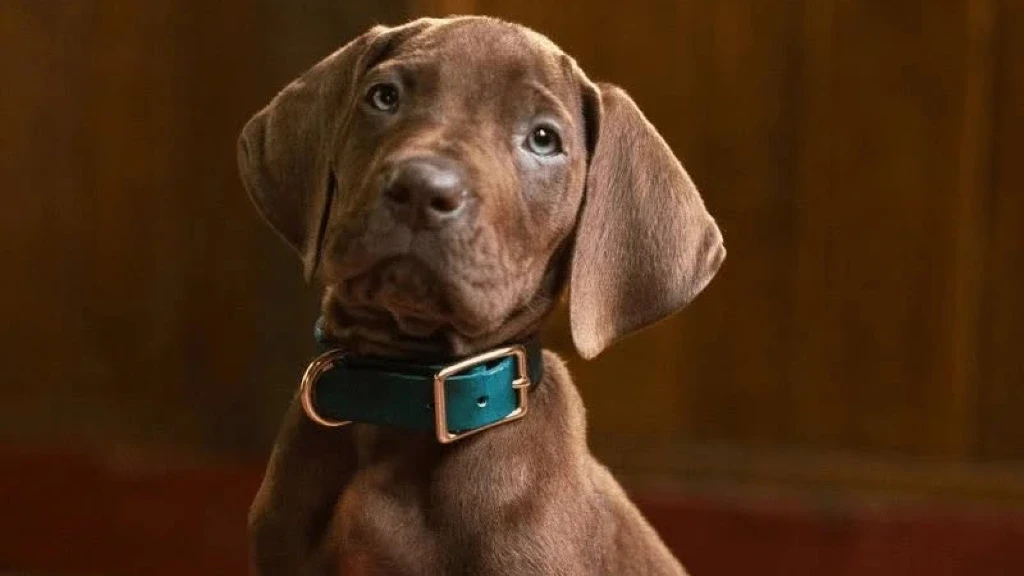 Scooby-Doo Vuelve en Live-Action con 'Origins' para Netflix