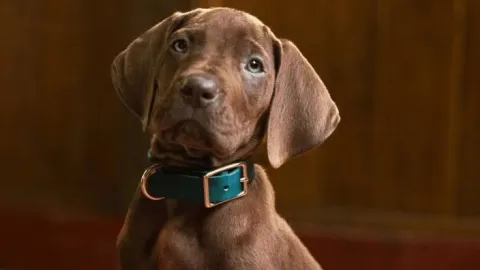 Scooby-Doo Vuelve en Live-Action con 'Origins' para Netflix