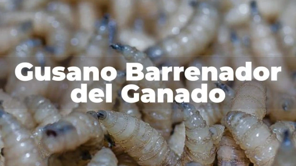 Alerta en México: 16 Nuevos Casos de Gusano Barrenador Elevan el Total a 412, con Impacto en 8 Estados