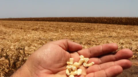Productores de Maíz en Sinaloa Recibirán Vía Mensaje de Texto Cuando se les Deposita el Apoyo del Maíz