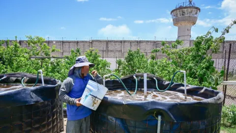 Personas Privadas de la Libertad siembran alevines de tilapia en el Centro Penitenciario El Castillo, en Mazatlán