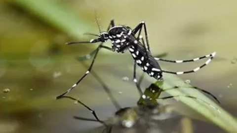 Alerta en Sinaloa: 420 Casos de Dengue en 2026 y Prevén Aumento con la Temporada de Lluvias