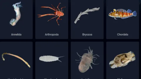 Ocean Census: ¡Más de 1.100 Nuevas Especies Marinas Descubiertas en Un Año, Incluyendo un Tiburón Fantasma!
