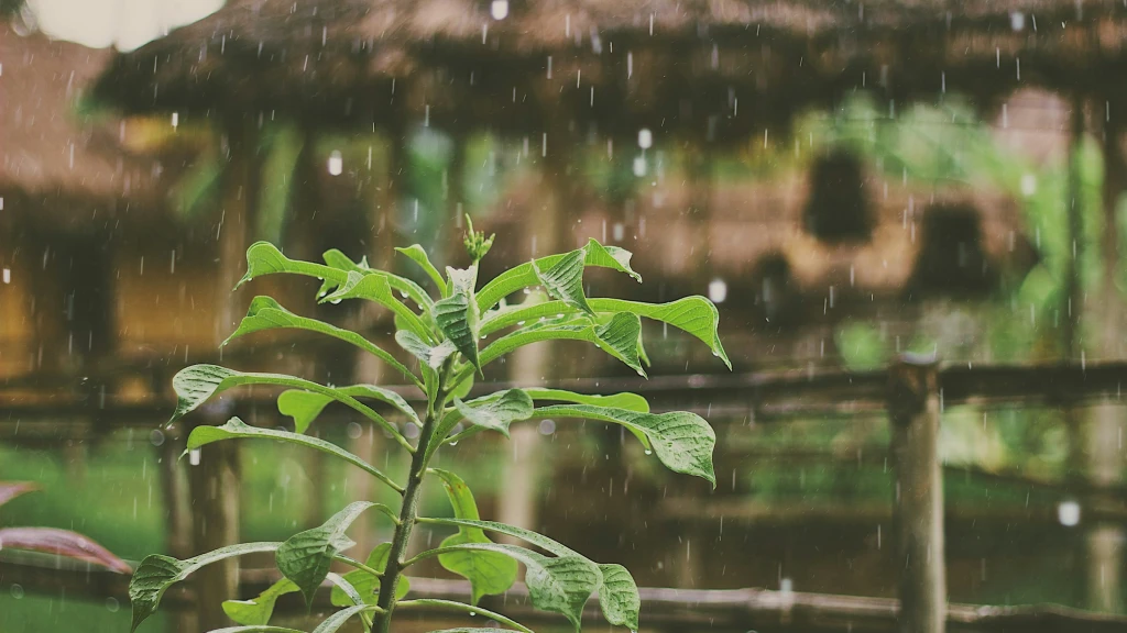 Sinaloa Supera Expectativas de Lluvias en Junio y Anticipa Fuerte Temporal en Julio con Pronóstico de hasta 75mm
