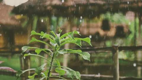 Sinaloa Supera Expectativas de Lluvias en Junio y Anticipa Fuerte Temporal en Julio con Pronóstico de hasta 75mm