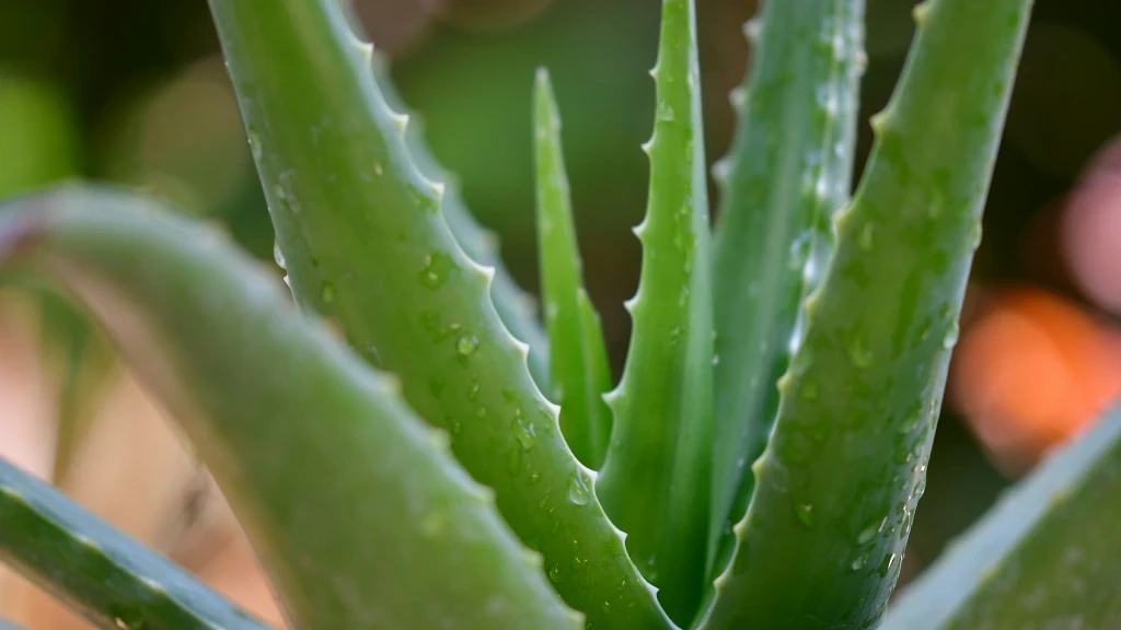 Aloe Vera en tu Dormitorio: Conoce el Secreto Nocturno para Reducir el Estrés y Mejorar tu Descanso
