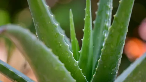 Aloe Vera en tu Dormitorio: Conoce el Secreto Nocturno para Reducir el Estrés y Mejorar tu Descanso