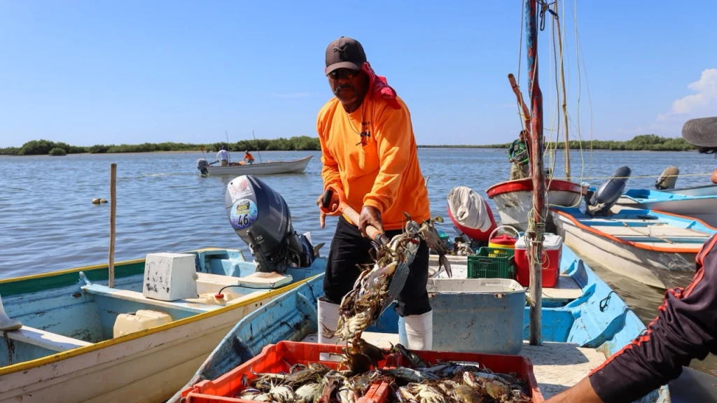 Inicia este 10 de julio la temporada de aprovechamiento de jaiba en Sinaloa