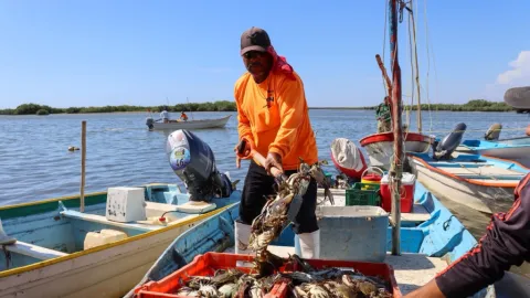 Inicia este 10 de julio la temporada de aprovechamiento de jaiba en Sinaloa
