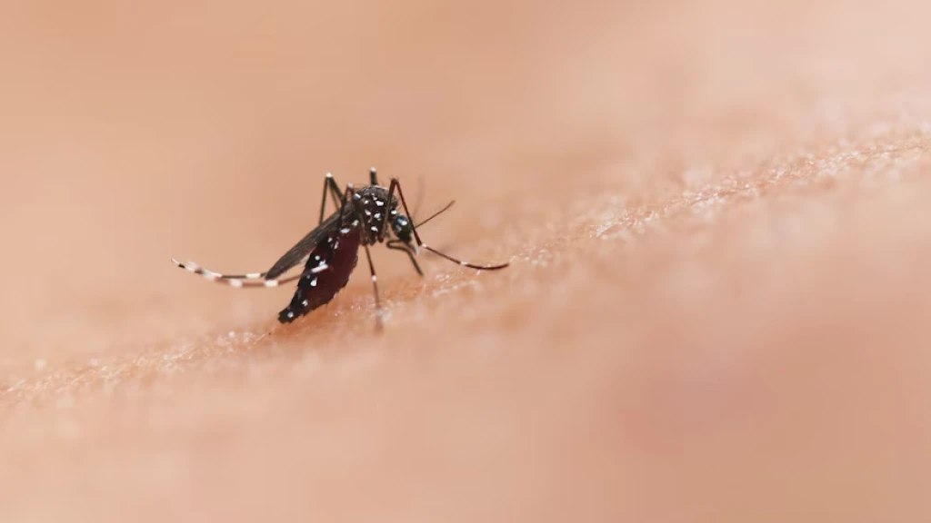México Evalúa Vacuna Tetravalente contra el Dengue: Un Paso Ante la Hiperendemicidad