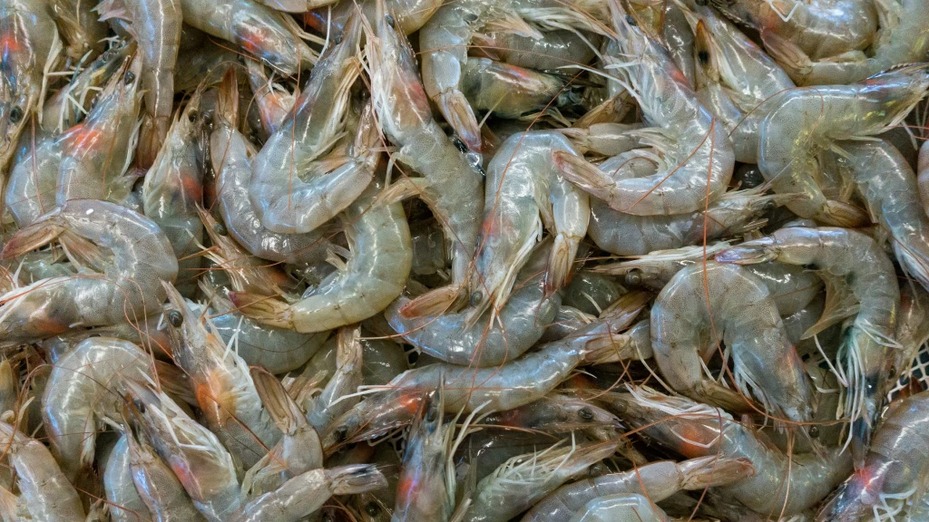 Profeco Revela Precios del Camarón Mexicano: Nutrición, Acuacultura y Guía Esencial para tu Compra
