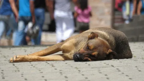 Crisis en la Ciudad y Región: Maltrato Animal Dispara Denuncias Ciudadanas en México