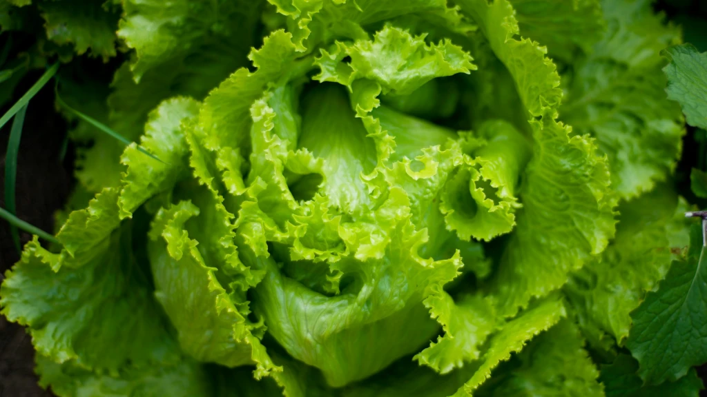 Retiran Lechuga Iceberg Mexicana de EE.UU. por Brote Masivo de Ciclosporiasis