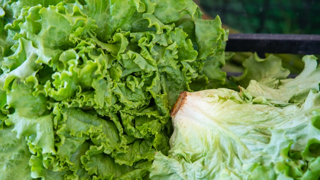 FDA se Retracta: Lechuga Mexicana no fue Causa Directa de Brote de Diarrea Explosiva, ¡Pero Alerta Sanitaria Continúa!