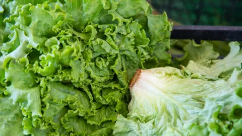 FDA se Retracta: Lechuga Mexicana no fue Causa Directa de Brote de Diarrea Explosiva, ¡Pero Alerta Sanitaria Continúa!