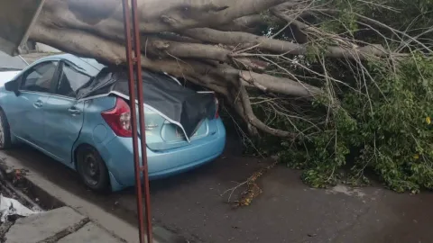 Culiacán Despierta con Caos: Tormenta Derrumba Árboles y Deja Colonias Sin Luz