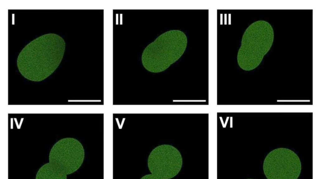 Científicos de la Universidad de Minnesota Crean SpudCell: La Primera Célula Sintética con Ciclo de Vida Completo desde Cero