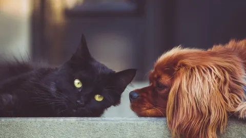 Microbiota Intestinal e Inmunidad en Cachorros: Claves que Definen una Salud Canina Duradera