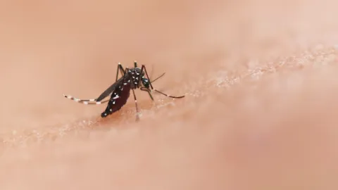 Alerta en Sinaloa: Salud Estima Aumento del 20% en Casos de Dengue; Registran 454 Contagios en 2026